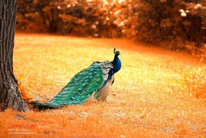 欧塞尔主场再战三分，豪取联赛连胜